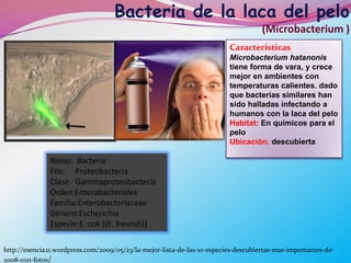 Bacteria de la laca del pelo
.




                                                                                        (Microbacterium )
                                                                             Características
                                                                             Microbacterium hatanonis
                                                                             tiene forma de vara, y crece
                                                                             mejor en ambientes con
                                                                             temperaturas calientes. dado
                                                                             que bacterias similares han
                                                                             sido halladas infectando a
                                                                             humanos con la laca del pelo
                                                                             Habitat: En químicos para el
                                                                             pelo
                                                                             Ubicación: descubierta
                                                                                                    .
                   Reino: Bacteria
                   Filo: Proteobacteria
                   Clase: Gammaproteobacteria
                   Orden:Enterobacteriales
                   Familia:Enterobacteriaceae
                   Género:Escherichia
                   Especie:E. coli ((E. freundi))

    http://esencia21.wordpress.com/2009/05/23/la-mejor-lista-de-las-10-especies-descubiertas-mas-importantes-de-
    2008-con-fotos/
 