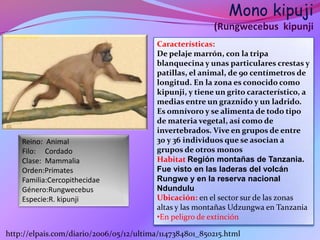 Mono kipuji
                                                         (Rungwecebus kipunji
                                         Características:
                                         De pelaje marrón, con la tripa
                                         blanquecina y unas particulares crestas y
                                         patillas, el animal, de 90 centímetros de
                                         longitud. En la zona es conocido como
                                         kipunji, y tiene un grito característico, a
                                         medias entre un graznido y un ladrido.
                                         Es omnívoro y se alimenta de todo tipo
                                         de materia vegetal, así como de
                                         invertebrados. Vive en grupos de entre
    Reino: Animal                        30 y 36 individuos que se asocian a.
    Filo: Cordado                        grupos de otros monos
    Clase: Mammalia                      Habitat Región montañas de Tanzania.
    Orden:Primates                       Fue visto en las laderas del volcán
    Familia:Cercopithecidae              Rungwe y en la reserva nacional
    Género:Rungwecebus                   Ndundulu
    Especie:R. kipunji                   Ubicación: en el sector sur de las zonas
                                         altas y las montañas Udzungwa en Tanzania
                                         •En peligro de extinción

http://elpais.com/diario/2006/05/12/ultima/1147384801_850215.html
 
