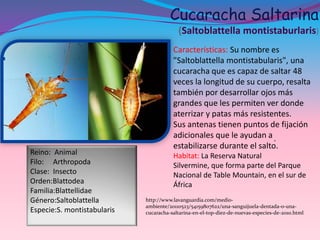 Cucaracha Saltarina
                                          (Saltoblattella montistaburlaris)
                                        Características: Su nombre es
                                        "Saltoblattella montistabularis", una
                                        cucaracha que es capaz de saltar 48
                                        veces la longitud de su cuerpo, resalta
                                        también por desarrollar ojos más
                                        grandes que les permiten ver donde
                                        aterrizar y patas más resistentes.
                                        Sus antenas tienen puntos de fijación
                                        adicionales que le ayudan a .
                                        estabilizarse durante el salto.
Reino: Animal                           Habitat: La Reserva Natural
Filo: Arthropoda                        Silvermine, que forma parte del Parque
Clase: Insecto                          Nacional de Table Mountain, en el sur de
Orden:Blattodea                         África
Familia:Blattellidae
Género:Saltoblattella        http://www.lavanguardia.com/medio-
                             ambiente/20110523/54159807622/una-sanguijuela-dentada-o-una-
Especie:S. montistabularis   cucaracha-saltarina-en-el-top-diez-de-nuevas-especies-de-2010.html
 
