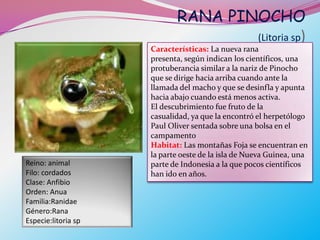 RANA PINOCHO
                                    (Litoria sp)
                     Características: La nueva rana
                     presenta, según indican los científicos, una
                     protuberancia similar a la nariz de Pinocho
                     que se dirige hacia arriba cuando ante la
                     llamada del macho y que se desinfla y apunta
                     hacia abajo cuando está menos activa.
                     El descubrimiento fue fruto de la
                     casualidad, ya que la encontró el herpetólogo
                     Paul Oliver sentada sobre una bolsa en el
                     campamento
                     Habitat: Las montañas Foja se encuentran en
                     la parte oeste de la isla de Nueva Guinea, una
Reino: animal        parte de Indonesia a la que pocos científicos
Filo: cordados       han ido en años.
Clase: Anfibio
Orden: Anua
Familia:Ranidae
Género:Rana
Especie:litoria sp
 
