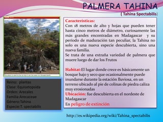 PALMERA TAHINA
                                                         ( Tahina Spectabilis)
                         Características:
                         Con 18 metros de alto y hojas que pueden tener
                         hasta cinco metros de diámetro, curiosamente las
                         más grandes encontradas en Madagascar y su
                         período de maduración tan peculiar, la Tahina no
                         solo es una nueva especie descubierta, sino una
                         nueva familia.
                         Se trata de una extraña variedad de palmera que
                         muere luego de dar los Frutos

                         Habitat:El lugar donde crece es básicamente un
                         bosque bajo y seco que ocasionalmente puede
                         inundarse durante la estación lluviosa, en un
Reino: plantas
                         terreno ubicado al pie de colinas de piedra caliza
Clase: Equisetopsida
                         muy erosionadas
Orden: Arecales
                         Ubicación: fue descubierta en el nordeste de
Familia:Arecaceae
                         Madagascar
Género:Tahina
                         En peligro de extinción
Especie:T. spectabilis

                         http://es.wikipedia.org/wiki/Tahina_spectabilis
 