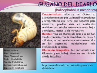 GUSANO DEL DIABLO
.




                                        (halicephabolus mesphisto)
                             Características:. mide 0.5 mm .Obtuvo su
                             dramático nombre por las increíbles presiones
                             y temperaturas que tiene que soportar para
                             sobrevivir, pueden vivir en ambientes
                             acuáticos con niveles extremadamente bajos
                             de oxígeno, menor al de los océanos.
                             Habitat: Vive en charcos de agua que no han
                             tenido contacto con la atmósfera en hasta 6
                             mil años, lo que convierte a estos nematodos
                             en los organismo multicelulares más
                             profundos de la Tierra.
    Reino: Animal            Ubicación Geográfica: fue encontrado a un
    Filo: Nemátodo           kilometro y medio bajo tierra en una mina de
    Clase:Chromadorea        oro de Sudáfrica.
    Orden: Rhabditida
    Familia:Rhabditidae
    Género:Halicephalobus    http://www.altonivel.com.mx/21482-gusano-del-
    Especie:H. mephisto      diablo.html
 