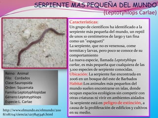 SERPIENTE MAS PEQUEÑA DEL MUNDO
.




                                       (Leptotyhlops Carlae)
                                        Características:
                                        Un grupo de científicos ha identificado a la
                                        serpiente más pequeña del mundo, un reptil
                                        de unos 10 centímetros de largo y tan fina
                                        como un "espagueti“
                                        La serpiente, que no es venenosa, come
                                        termitas y larvas, pero poco se conoce de su
                                        comportamiento
                                        La nueva especie, llamada Leptotyhlops
                                        carlae, es más pequeña que cualquiera de las
                                        3.100 especies de serpiente conocidas. .
     Reino: Animal                      Ubicación: La serpiente fue encontrada en
     Filo: Cordados                     2006 en un bosque del este de Barbados
     Clase:Sauropsida                   Habitat:Los animales más pequeños del
     Orden: Squamata                    mundo suelen encontrarse en islas, donde
     Familia:Leptotyphlopidae           ocupan espacios ecológicos sin competir con
     Género:Leptotyphlops               otras criaturas ni vivir en ambientes aislados
     Especie:L. Carlae                   la serpiente está en peligro de extinción, a
                                        causa de la proliferación de edificios y cultivos
    http://www.elmundo.es/elmundo/200
    8/08/04/ciencia/1217845346.html
                                        en su medio.
 