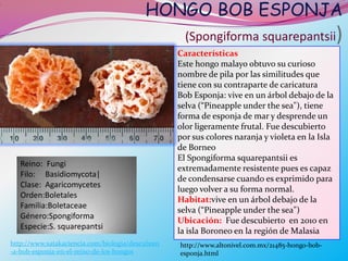 HONGO BOB ESPONJA
.




                                                        (Spongiforma squarepantsii                   )
                                                      Características
                                                      Este hongo malayo obtuvo su curioso
                                                      nombre de pila por las similitudes que
                                                      tiene con su contraparte de caricatura
                                                      Bob Esponja: vive en un árbol debajo de la
                                                      selva (“Pineapple under the sea"), tiene
                                                      forma de esponja de mar y desprende un
                                                      olor ligeramente frutal. Fue descubierto
                                                      por sus colores naranja y violeta en la Isla
                                                      de Borneo                         .
                                                      El Spongiforma squarepantsii es
       Reino: Fungi
                                                      extremadamente resistente pues es capaz
       Filo: Basidiomycota|
                                                      de condensarse cuando es exprimido para
       Clase: Agaricomycetes
                                                      luego volver a su forma normal.
       Orden:Boletales
                                                      Habitat:vive en un árbol debajo de la
       Familia:Boletaceae
                                                      selva (“Pineapple under the sea")
       Género:Spongiforma
                                                      Ubicación: Fue descubierto en 2010 en
       Especie:S. squarepantsi
                                                      la isla Boroneo en la región de Malasia
    http://www.xatakaciencia.com/biologia/descubren   http://www.altonivel.com.mx/21485-hongo-bob-
    -a-bob-esponja-en-el-reino-de-los-hongos          esponja.html
 