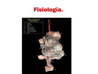 Fisiología.
 