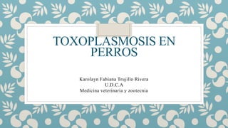 TOXOPLASMOSIS EN
PERROS
Karolayn Fabiana Trujillo Rivera
U.D.C.A
Medicina veterinaria y zootecnia
 