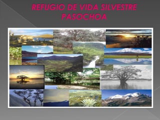 REFUGIO DE VIDA SILVESTRE PASOCHOA 