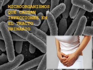 MICROORGANISMOS 
QUE CAUSAN 
INFECCIONES EN 
EL TRACTO 
URINARIO 
 