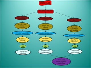 MUSCULOS



                     CLASIFICACIO
                          N

  esquelético            cardiaco
                                                                 liso

  Conforma la
    masa                Propio del
                         corazón                               Forma la
   corporal
                                                             cubierta de
                                                             los órganos
Control-regulación   Control-regulación
                                                          Control-regulación

   Sist. Nerv.          Sist. Nerv.
     central            autónomo                             Sist. Nerv.
                                                             autónomo

        de                  de                                    de


   Contracción          Contracción                           Contracción
    voluntaria          involuntaria                          involuntaria



                                           Sirve para
                                          mover órganos
                                           autónomos
 