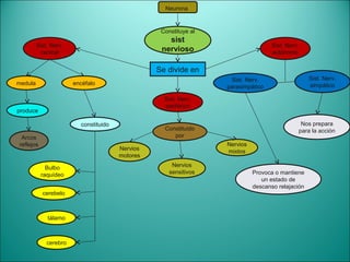 Neurona


                                                  Constituye al
                                                    sist
         Sist. Nerv.                                                               Sist. Nerv.
           central                                nervioso                         autónomo


                                                 Se divide en
                                                                   Sist. Nerv.                      Sist. Nerv.
medula                 encéfalo                                                                     simpático
                                                                  parasimpático

                                                   Sist. Nerv.
                                                   periférico
produce

                         constituido                                                              Nos prepara
                                                   Constituido                                   para la acción
 Arcos                                                por
reflejos                                                          Nervios
                                       Nervios                    mixtos
                                       motores

             Bulbo                                    Nervios
           raquídeo                                  sensitivos             Provoca o mantiene
                                                                               un estado de
                                                                            descanso relajación
           cerebelo



             tálamo



             cerebro
 