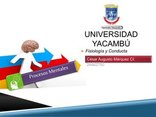 UNIVERSIDAD
YACAMBÚ
 Fisiología y Conducta
César Augusto Márquez CI:
24662750
 