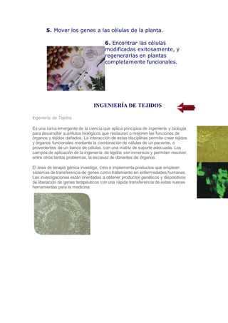 5. Mover los genes a las células de la planta.
6. Encontrar las células
modificadas exitosamente, y
regenerarlas en plantas
completamente funcionales.
INGENIERÍA DE TEJIDOS
Ingeniería de Tejidos
Es una rama emergente de la ciencia que aplica principios de ingeniería y biología
para desarrollar sustitutos biológicos que restauren o mejoren las funciones de
órganos y tejidos dañados. La interacción de estas disciplinas permite crear tejidos
y órganos funcionales mediante la combinación de células de un paciente, o
provenientes de un banco de células, con una matriz de soporte adecuada. Los
campos de aplicación de la ingeniería de tejidos son inmensos y permiten resolver,
entre otros tantos problemas, la escasez de donantes de órganos.
El área de terapia génica investiga, crea e implementa productos que emplean
sistemas de transferencia de genes como tratamiento en enfermedades humanas.
Las investigaciones están orientadas a obtener productos genéticos y dispositivos
de liberación de genes terapéuticos con una rápida transferencia de estas nuevas
herramientas para la medicina.
 