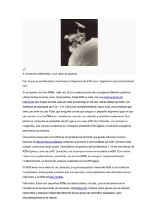A. tumefaciens adhiriéndose a una célula de zanahoria.
Con la que es posible aislar y manipular un fragmento de ADN de un organismo para introducirlo en
otro.
Si se quieren unir dos ADNs, cada uno de los cuales procede de una especie diferente podemos
utilizar dichas enzimas como herramientas. Cada ADN se trata con una endonucleasa de
restricción que origina en este caso un corte escalonado en las dos hebras dobles de ADN. Los
extremos escalonados del ADN1 y el ADN2 son complementarios, con lo cual, una condición que
tiene que tener los dos ADNs que se quiere unir es que tengan un pequeño fragmento igual en sus
secuencias. Los dos DNAs así cortados se mezclan, se calientan y sé enfrían suavemente. Sus
extremos cohesivos se aparearán dando lugar a un nuevo ADN recombinado, con uniones no
covalentes. Las uniones covalentes se consiguen añadiendo ADN ligasa y una fuente energética
para formar los enlaces.
Otra enzima clave para unir ADNs es la transferencia terminal, que puede adicionar muchos
residuos de desoxirribonucleótidos sucesivos al extremo 3´de las hebras del ADN. De este modo
pueden construirse colas de poli G (nucleótico de guanina) en los extremos 3´ de las dos hebras de
ADN dúplex y colas de poli C (nucleótico de citosina) en los extremos del otro ADN. Como estas
colas son complementarias, permitirán que los dos ADNs se unan por complementariedad.
Posteriormente, se forman los enlaces covalentes por el ADN ligasa.
El ADN vector es el vehículo de clonación, ya que transporta el inserto de ADN a una molécula
hospedadora, donde puede ser replicado. Los vectores o transportadores más utilizados son los
plásmidos y el ADN del fago lambda.
Plásmidos: Estos son pequeños ADNs de cadena doble y circular, que se encuentran en el
citoplasma de la mayoría de las bacterias. Cadaplásmido contiene varios genes que se replican,
transcriben y traducen independientemente de los genes del cromóforo bacteriano, pero
simultáneamente en el tiempo.
 