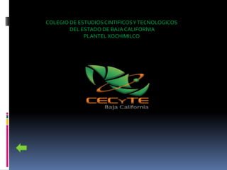 COLEGIO DE ESTUDIOSCINTIFICOSYTECNOLOGICOS
DEL ESTADO DE BAJA CALIFORNIA
PLANTEL XOCHIMILCO
 