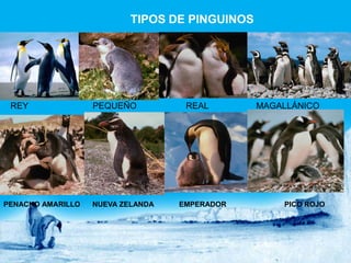 TIPOS DE PINGUINOS




 REY               PEQUEÑO          REAL        MAGALLÁNICO




PENACHO AMARILLO   NUEVA ZELANDA   EMPERADOR        PICO ROJO
 