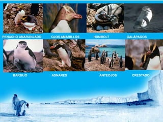 PENACHO ANARANJADO   OJOS AMARILLOS   HUMBOLT      GALÁPAGOS




    BARBIJO          ASNARES            ANTEOJOS     CRESTADO
 