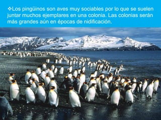 Los pingüinos son aves muy sociables por lo que se suelen
juntar muchos ejemplares en una colonia. Las colonias serán
más grandes aún en épocas de nidificación.
 
