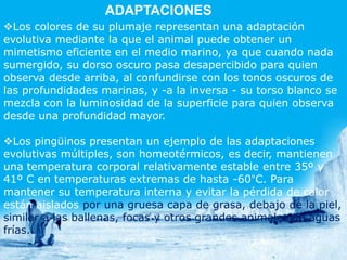 ADAPTACIONES
Los colores de su plumaje representan una adaptación
evolutiva mediante la que el animal puede obtener un
mimetismo eficiente en el medio marino, ya que cuando nada
sumergido, su dorso oscuro pasa desapercibido para quien
observa desde arriba, al confundirse con los tonos oscuros de
las profundidades marinas, y -a la inversa - su torso blanco se
mezcla con la luminosidad de la superficie para quien observa
desde una profundidad mayor.

Los pingüinos presentan un ejemplo de las adaptaciones
evolutivas múltiples, son homeotérmicos, es decir, mantienen
una temperatura corporal relativamente estable entre 35º y
41º C en temperaturas extremas de hasta -60°C. Para
mantener su temperatura interna y evitar la pérdida de calor
están aislados por una gruesa capa de grasa, debajo de la piel,
similar a las ballenas, focas y otros grandes animales de aguas
frías.
 