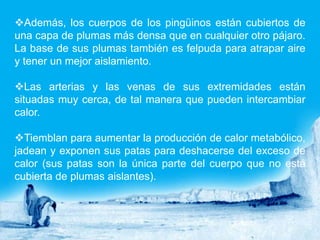 Además, los cuerpos de los pingüinos están cubiertos de
una capa de plumas más densa que en cualquier otro pájaro.
La base de sus plumas también es felpuda para atrapar aire
y tener un mejor aislamiento.

Las arterias y las venas de sus extremidades están
situadas muy cerca, de tal manera que pueden intercambiar
calor.

Tiemblan para aumentar la producción de calor metabólico,
jadean y exponen sus patas para deshacerse del exceso de
calor (sus patas son la única parte del cuerpo que no está
cubierta de plumas aislantes).
 