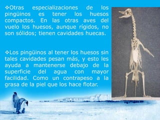 Otras    especializaciones   de   los
pingüinos es tener los huesos
compactos. En las otras aves del
vuelo los huesos, aunque rígidos, no
son sólidos; tienen cavidades huecas.


Los pingüinos al tener los huesos sin
tales cavidades pesan más, y esto les
ayuda a mantenerse debajo de la
superficie del agua con mayor
facilidad. Como un contrapeso a la
grasa de la piel que los hace flotar.
 