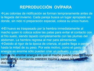 REPRODUCCIÓN OVÍPARA
Las colonias de nidificación se forman tempranamente antes de
la llegada del invierno. Cada pareja busca un lugar apropiado en
donde, sin nido ni preparación especial, coloca su único huevo.

El huevo es traspasado por la hembra inmediatamente al
macho quien lo coloca sobre las patas para evitar el contacto con
el frio suelo, siendo tapado completamente con las plumas del
abdomen. La hembra regresa al mar para alimentarse.
Debido al rigor de la época de crianza, el padre llega a perder
hasta la mitad de su peso. Por este motivo, como el gasto de
energía es enorme sólo pueden criar un polluelo; y una de las
formas de ahorrar energía es que el macho puede pasar la mayor
parte del día durmiendo mientras incuba y ayuna por cerca de
dos meses.
 