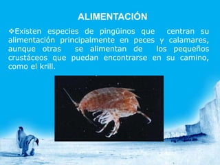 ALIMENTACIÓN
Existen especies de pingüinos que     centran su
alimentación principalmente en peces y calamares,
aunque otras     se alimentan de    los pequeños
crustáceos que puedan encontrarse en su camino,
como el krill.
 