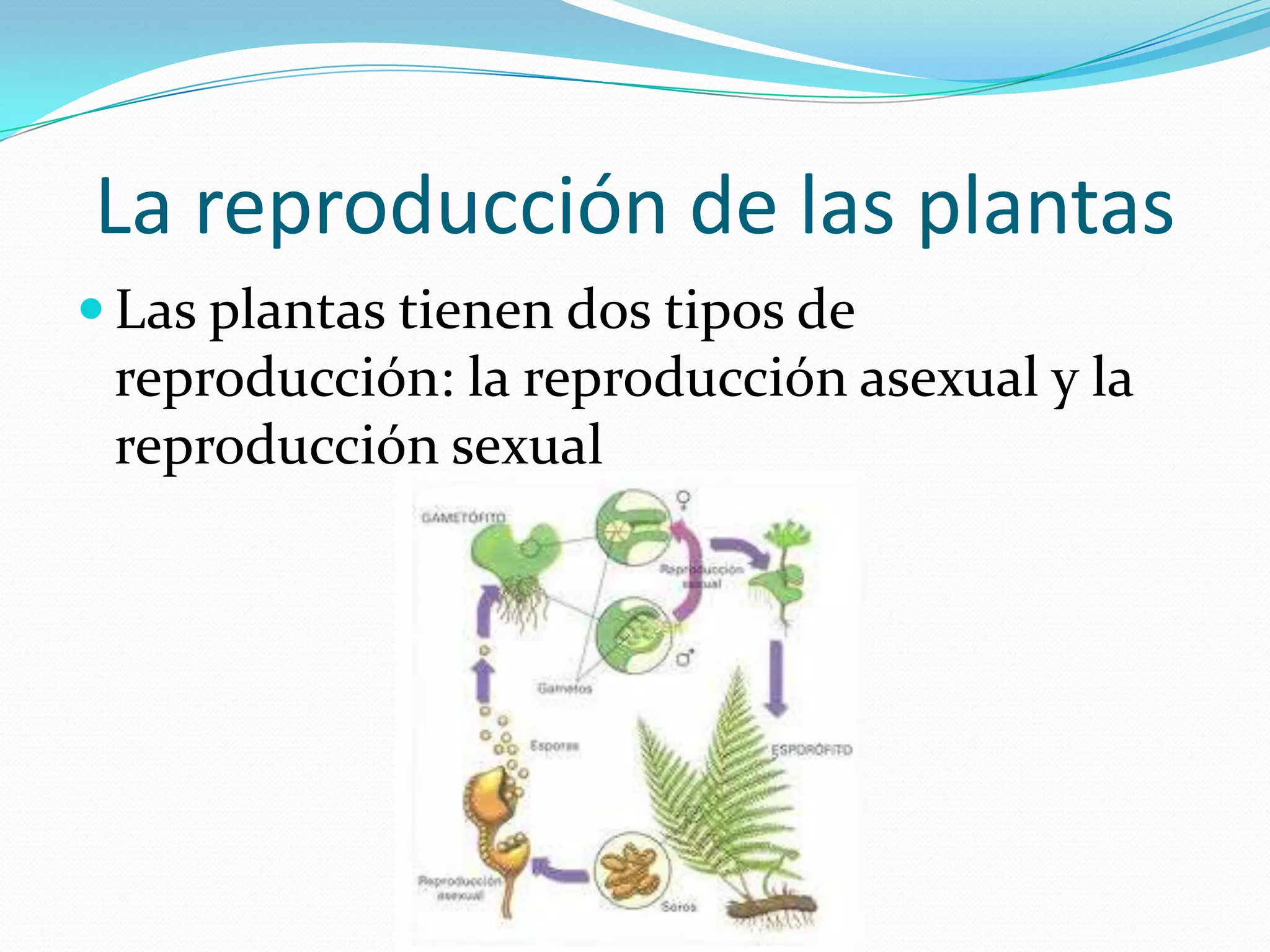 La reproducción de las plantas
Las plantas tienen dos tipos de
reproducción: la reproducción asexual y la
reproducción sexual