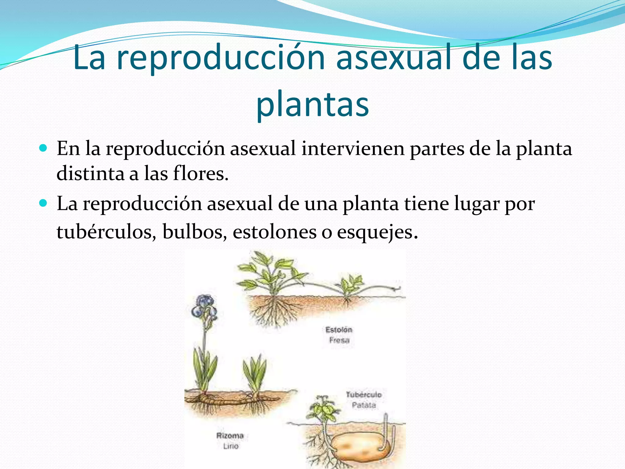 La reproducción asexual de las
plantas
En la reproducción asexual intervienen partes de la planta
distinta a las flores.
La reproducción asexual de una planta tiene lugar por
tubérculos, bulbos, estolones o esquejes.