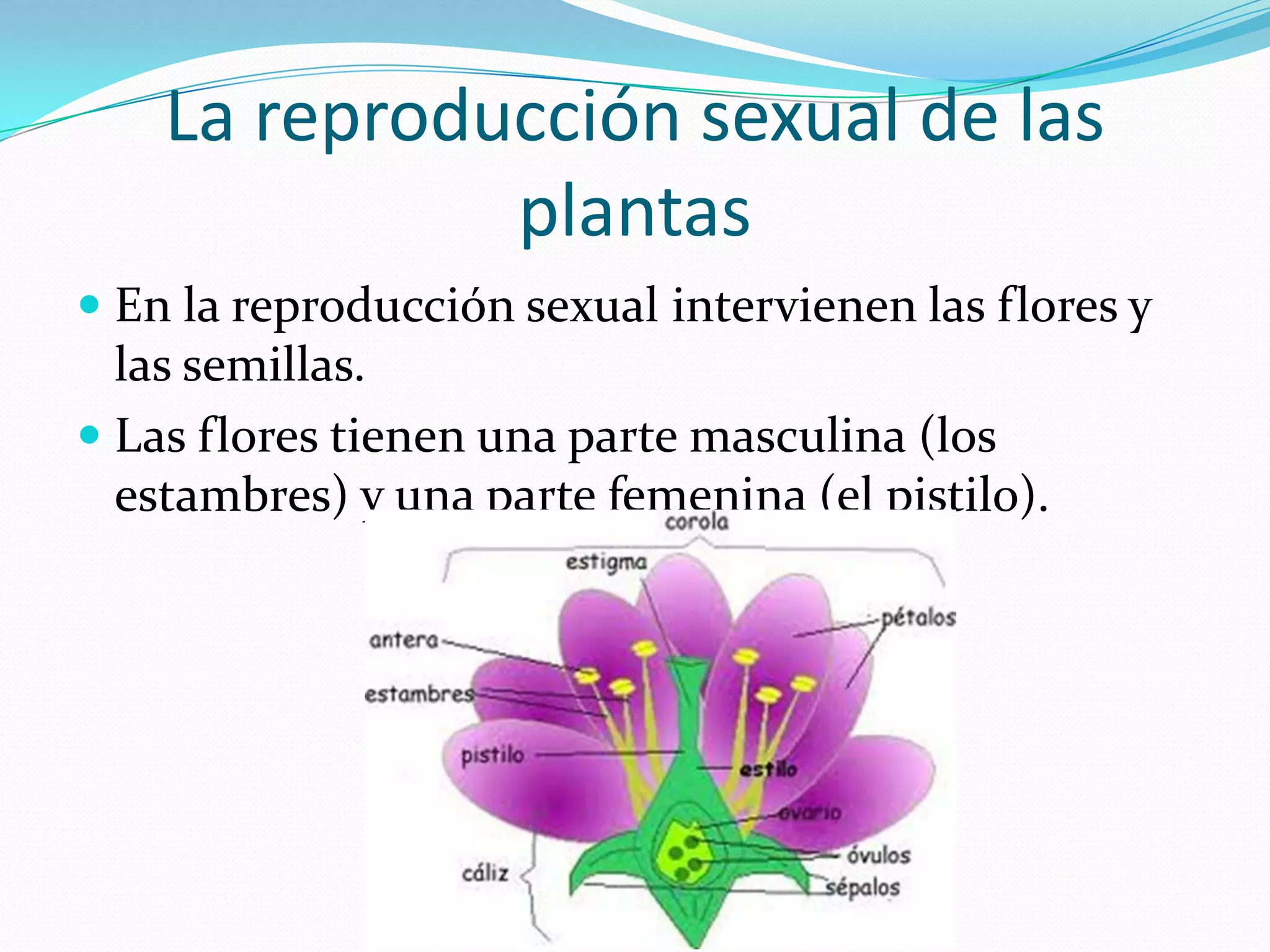 La reproducción sexual de las
plantas
En la reproducción sexual intervienen las flores y
las semillas.
Las flores tienen una parte masculina (los
estambres) y una parte femenina (el pistilo).