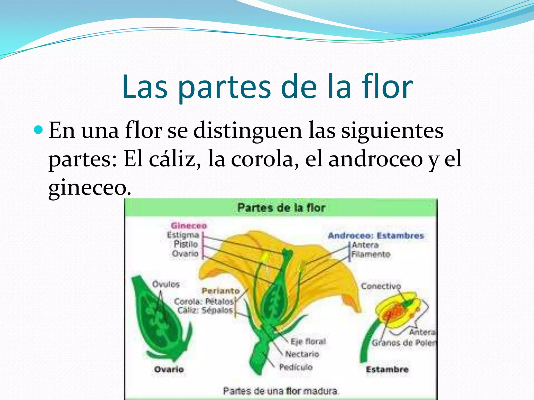 Las partes de la flor
En una flor se distinguen las siguientes
partes: El cáliz, la corola, el androceo y el
gineceo.