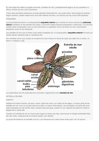 En casi todas las orillas es posible encontrar, estrellas de mar y probablemente alguno de sus parientes: la
Ofiura, el Erizo de mar y los Cohombros.
Todos estos animales pertenecen al grupo llamado Equinodermos, que quiere decir: piel armada de espinas.
Según estudios, existen desde hace unos 500 millones de años y se calcula que hay unas 6.000 especies.
FISONOMIA
Los Equinodermos tienen un endoesqueleto esqueleto interno que consiste en duros osículos de carbonato
cálcico embebido en las paredes del cuerpo y formando rígidas espinas emergentes o tubérculos. Los osículos
pueden estar encajonados unos en otros formando un caparazón como los Erizos de mar o permanecer
separados como en las Holoturias.
Las estrellas de mar que no tienen púas están protegidas por un exoesqueleto, esqueleto exterior formado por
fuertes placas calcáreas bajo su resistente piel.
Son animales raros cuyo cuerpo se compone de cinco brazos en forma de rayos que salen de un centro, no
tienen ni cabeza ni cola.
Los asteroideos son los equinodermos conocidos vulgarmente como estrellas de mar
ESTRELLA DE MAR
HABITAT
Habitan los fondos marinos, de barro, arena, sobre las rocas y en medio de las algas. La mayor parte de las
estrellas de mar viven en la parte baja de la orilla o a mayor profundidad. Las que llegan a la parte alta de la
orilla empujadas por las fuertes olas y quedan fuera del agua, pueden no ser capaces de sobrevivir hasta la
llegada de la marea alta.
Cuando una estrella de mar se mueve para seguir la marea que baja, para buscar el refugio sombreado lejos
del calor solar, cualquiera de sus brazos puede ir por delante.
La punta del tentáculo es sensible a la luz y con frecuencia se vuelve hacia arriba para “ver” el camino.
 