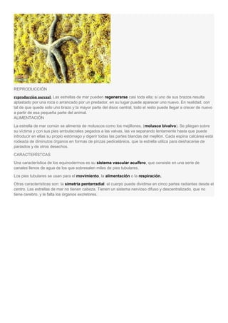 REPRODUCCIÓN
reproducción asexual. Las estrellas de mar pueden regenerarse casi toda ella; si uno de sus brazos resulta
aplastado por una roca o arrancado por un predador, en su lugar puede aparecer uno nuevo. En realidad, con
tal de que quede solo uno brazo y la mayor parte del disco central, todo el resto puede llegar a crecer de nuevo
a partir de esa pequeña parte del animal.
ALIMENTACIÓN
La estrella de mar común se alimenta de moluscos como los mejillones, (molusco bivalvo). Se pliegan sobre
su víctima y con sus pies ambulacrales pegados a las valvas, las va separando lentamente hasta que puede
introducir en ellas su propio estómago y digerir todas las partes blandas del mejillón. Cada espina calcárea está
rodeada de diminutos órganos en formas de pinzas pediceláreos, que la estrella utiliza para deshacerse de
parásitos y de otros desechos.
CARACTERÍSTCAS
Una característica de los equinodermos es su sistema vascular acuífero, que consiste en una serie de
canales llenos de agua de los que sobresalen miles de pies tubulares.
Los pies tubulares se usan para el movimiento, la alimentación o la respiración.
Otras características son: la simetría pentarradial: el cuerpo puede dividirse en cinco partes radiantes desde el
centro. Las estrellas de mar no tienen cabeza. Tienen un sistema nervioso difuso y descentralizado, que no
tiene cerebro, y le falta los órganos excretores.
 