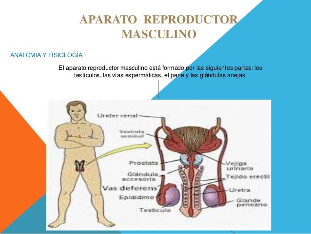 La cicatrización después de la operación sobre el miembro viril