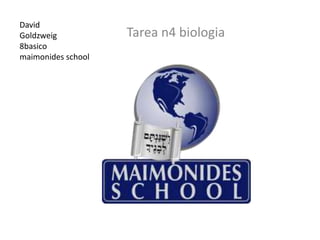 David
Goldzweig           Tarea n4 biologia
8basico
maimonides school
 