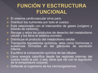  El sistema cardiovascular sirve para:
 Distribuir los nutrientes por todo el cuerpo.
 Está relacionado con el intercambio de gases (oxígeno y
bióxido de carbono).
 Recoge y retira los productos de desecho del metabolismo
celular y los lleva al sistema excretor.
 Distribuye el producto del metabolismo celular.
 Transporta reguladores químicos, tales como hormonas o
sustancias formadas en las glándulas de secreción
interna.
 Equilibra la composición química de las células.
 Lleva energía calorífica desde las regiones internas del
cuerpo hasta la piel, o sea, tiene que ver con la regulación
de la temperatura corporal.
 Defiende al organismo de los microorganismos.
 