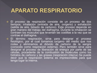  El proceso de respiración consiste de un proceso de dos
tiempos; inhalación (entrada de aire, oxígeno) y exhalación
(salida de aire, bióxido de carbono). Este proceso depende en
gran manera del trabajo del diafragma. Durante la inhalación se
contraen los músculos que levantan las costillas a la vez que se
contrae el diafragma.
 El término respiración, sirve para designar el proceso
fisiológico, por el cual tomamos oxígeno del medio que nos
rodea y eliminamos el dióxido de carbono de la sangre
(conocido como respiración externa). Pero también sirve para
designar el proceso de liberación de energía por parte de las
células, procedente de la combustión de moléculas como los
hidratos de carbono y las grasas (respiración interna) Se puede
decir que la respiración externa es imprescindible para que
tenga lugar la interna.
 