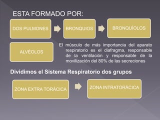 ESTA FORMADO POR:
DOS PULMONES BRONQUIOS BRONQUÍOLOS
ALVÉOLOS
El músculo de más importancia del aparato
respiratorio es el diafragma, responsable
de la ventilación y responsable de la
movilización del 80% de las secreciones
Dividimos el Sistema Respiratorio dos grupos
ZONA EXTRA TORÁCICA ZONA INTRATORÁCICA
 
