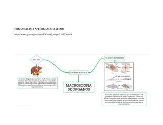 ORGANIGRAMA N°2 ÓRGANOS MACIZOS
https://www.goconqr.com/es-ES/mind_maps/5550556/edit
 