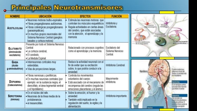 Resultado de imagen para neurotransmisores mapa conceptual