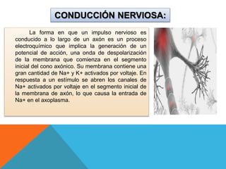 CONDUCCIÓN NERVIOSA:
La forma en que un impulso nervioso es
conducido a lo largo de un axón es un proceso
electroquímico q...