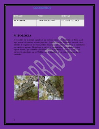 COCODRILOS
2
MITOLOGIA
El cocodrilo era un animal sagrado en una parte de Egipto. Los habitantes de Tebas y del
lago Moeris le tributaban un culto particular. Cuando lograban domesticar a uno de estos
animales le colgaban en las orejas piedras preciosas y otros adornos de oro y le alimentaban
con manjares sagrados. Después de su muerte lo embalsamaban y depositaban en una
especie de urna, que conducían al Laberinto donde sepultaban a los reyes. Llegó a tal
extremo la superstición de los Ombitas que se alegraban al ver a sus hijos presa de los
cocodrilos
TAMAÑO PESO HABITAD
8.5 METROS 1700 KILOGRAMOS LUGARES CALIDOS
 