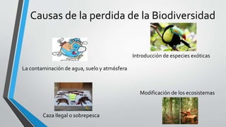 Causas de la perdida de la Biodiversidad
Introducción de especies exóticas
La contaminación de agua, suelo y atmósfera
Modificación de los ecosistemas
Caza Ilegal o sobrepesca
 