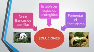 SOLUCIONES
Crear
Bancos de
semillas
Establecer
espacios
protegidos Fomentar
el
Ecoturismo
 