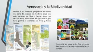 Venezuela y la Biodiversidad
Debido a su ubicación geográfica desarrolla
una serie de paisajes en donde se aloja una
gran variedad de flora y fauna, posee un
recurso muy importante, el agua dulce que
hace posible la existencia de flora y fauna
variada
Venezuela se ubica entre los primeros
diez países con la mayor diversidad en el
planeta
 