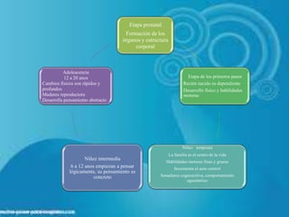 Etapa prenatal
Formación de los
órganos y estructura
corporal
Etapa de los primeros pasos
Recién nacido es dependiente
Desarrollo físico y habilidades
motoras
Niñez temprana
La familia es el centro de la vida
Habilidades motoras finas y gruesa
Incrementa el auto control
Inmadurez cognoscitiva, comportamiento
egocéntrico
Niñez intermedia
6 a 12 anos empiezan a pensar
lógicamente, su pensamiento es
concreto
Adolescencia
12 a 20 anos
Cambios físicos son rápidos y
profundos
Madures reproductora
Desarrolla pensamiento abstracto
 