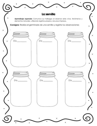 La semilla
Aprendizaje esperado: Comunica sus hallazgos al observar seres vivos, fenómenos y
elementos naturales, utilizando registros propios y recursos impresos.
Consigna: Realiza el germinado de una semilla y registra tus observaciones
.
 