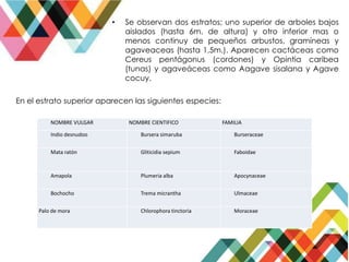 • Se observan dos estratos; uno superior de arboles bajos
aislados (hasta 6m. de altura) y otro inferior mas o
menos continuy de pequeños arbustos, gramíneas y
agaveaceas (hasta 1,5m.). Aparecen cactáceas como
Cereus pentágonus (cordones) y Opintia caribea
(tunas) y agaveáceas como Aagave sisalana y Agave
cocuy.
En el estrato superior aparecen las siguientes especies:
NOMBRE VULGAR NOMBRE CIENTIFICO FAMILIA
Indio desnudoo Bursera simaruba Burseraceae
Mata ratón Gliticidia sepium Faboidae
Amapola Plumeria alba Apocynaceae
Bochocho Trema micrantha Ulmaceae
Palo de mora Chlorophora tinctoria Moraceae
 