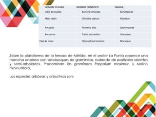NOMBRE VULGAR NOMBRE CIENTIFICO FAMILIA
Indio desnudoo Bursera simaruba Burseraceae
Mata ratón Gliticidia sepium Faboidae
Amapola Plumeria alba Apocynaceae
Bochocho Trema micrantha Ulmaceae
Palo de mora Chlorophora tinctoria Moraceae
Sobre la plataforma de la terraza de Mérida, en el sector La Punta aparece una
mancha arbórea con sotobosques de gramíneas, rodeada de pastizales abiertos
y semi-arbolados. Predominan las gramíneas Paspalum maximun y Melinis
mininutiflora.
Las especies arbóeas y arbustivas son:
 