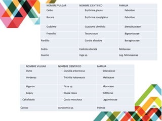 NOMBRE VULGAR NOMBRE CIENTIFICO FAMILIA
Ceibo Erythrina glauca Faboidae
Bucare Erythrina poepigiana Faboidae
Guácimo Guazuma ulmifolia Stercukuaceae
Fresnillo Tecona stan Bignoniaceae
Pardillo Cordia alloidora Boraginaceae
Cedro Cedrela odorata Meliaceae
Guamo Inga sp. Leg. Mimosaceae
NOMBRE VULGAR NOMBRE CIENTIFICO FAMILIA
Uvito Dunalia arboreceus Solanaceae
Verdenaz Trichilia habaneusis Meliaceae
Higeron Ficus sp. Moraceae
Copey Clusia rosea Gittiferae
Cañafistolo Cassia moschata Leguminosae
Corozo Acrocomia sp. Palmae
 