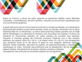 Sobre los troncos y ramas de estas especies se presentan epífitas como Tillandsia
usneoides, y bromeliáceas. Muchos arboles y arbustos se encuentran parasitados por
una Lovathacea (pajarito).
A partir del sector de La Punta hasta el norte de la ciudad de Mérida, La unidad Selva
Estacional Secundaria ocupa tanto terrazas como sus taludes, limitando con la Selva
Nublada Baja en La Hechicera. La Selva Estacional Secundaria penetra por el Valle
del rio Albarregas y sus afluentes en mosaico con otros tipos secundarios y cultivos. Se
presenta en manchones aislados, en varios estados de sucesión que denotan
mayores o menores grados de intención humana. Presenta uno o dos estratos
arbóreos (el superior entre 20 y 30 m. y el inferior entre 12 y 20 m.) con emergentes
que alcanzan hasta 25 m de altura. El dosel es muy irregular; dominan especies
siempre verdes mesófilas. Abundan las epífitas, en especial bromelias y orquídeas. El
sotobosque es claro, formado esencialmente por la repoblación de las especies y
alginas hierbas. Generalmente el estrato arbóreo sombrea cafetales.
Las especies mas comunes en el estrato superior son las siguientes:
 